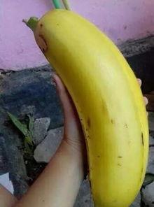 大香蕉处女视频,一场禁忌的视觉盛宴